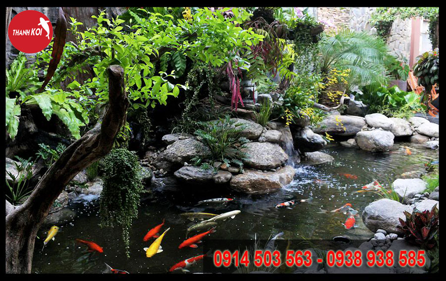 Thiết kế hồ cá Koi sân vườn